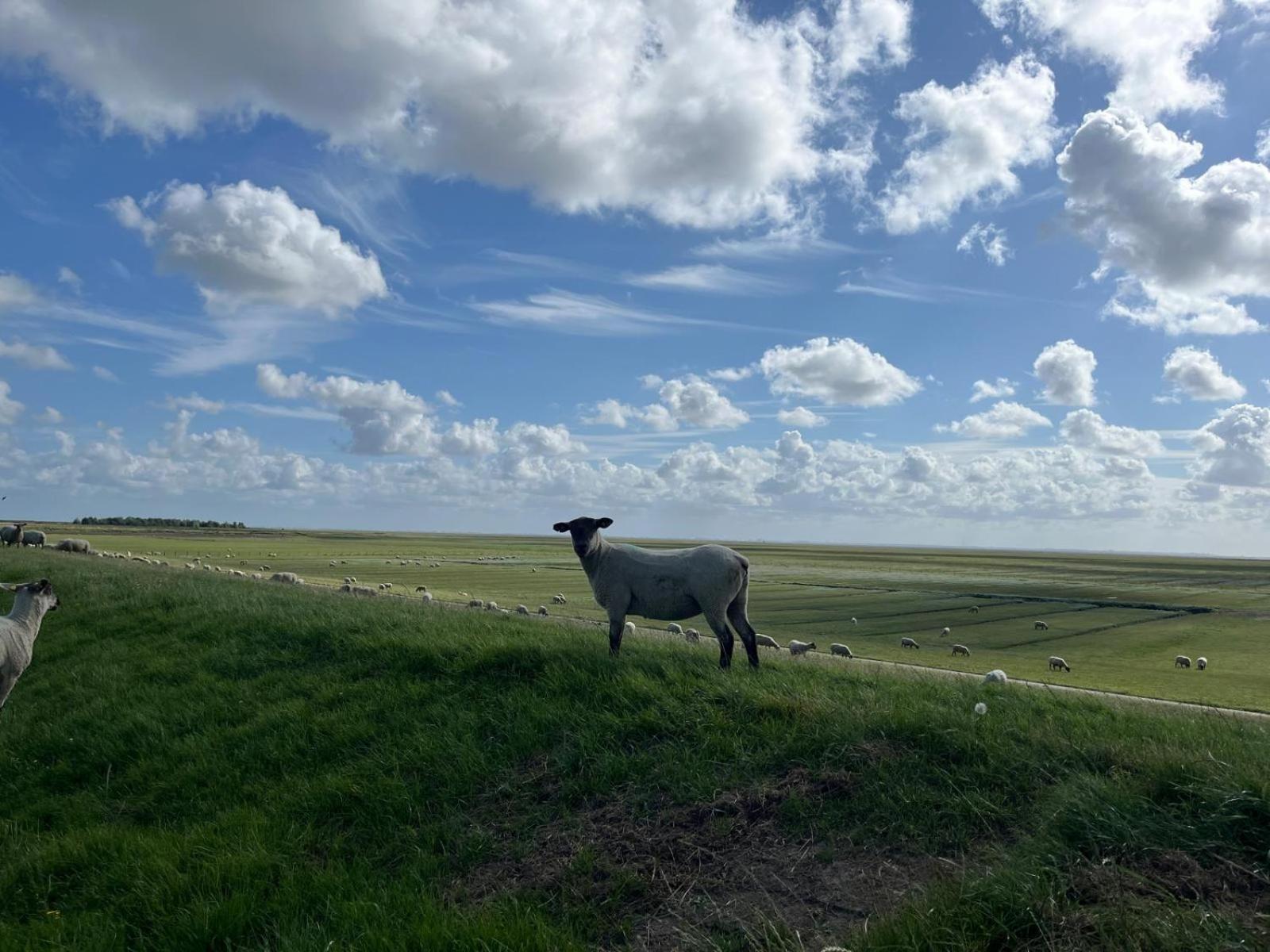Frieda - Ferienwohnung Mit Deichblick Friedrichskoog Bagian luar foto